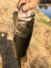 4.5 river bass