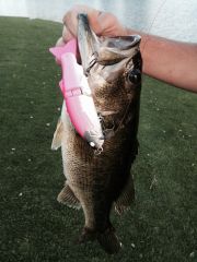 first 3:16 fish