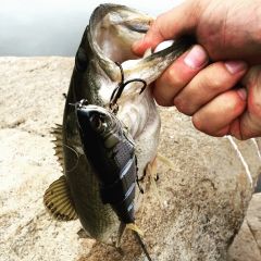 3:16 FS Shad Floater