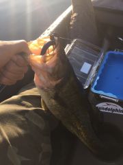 Bassin from yak