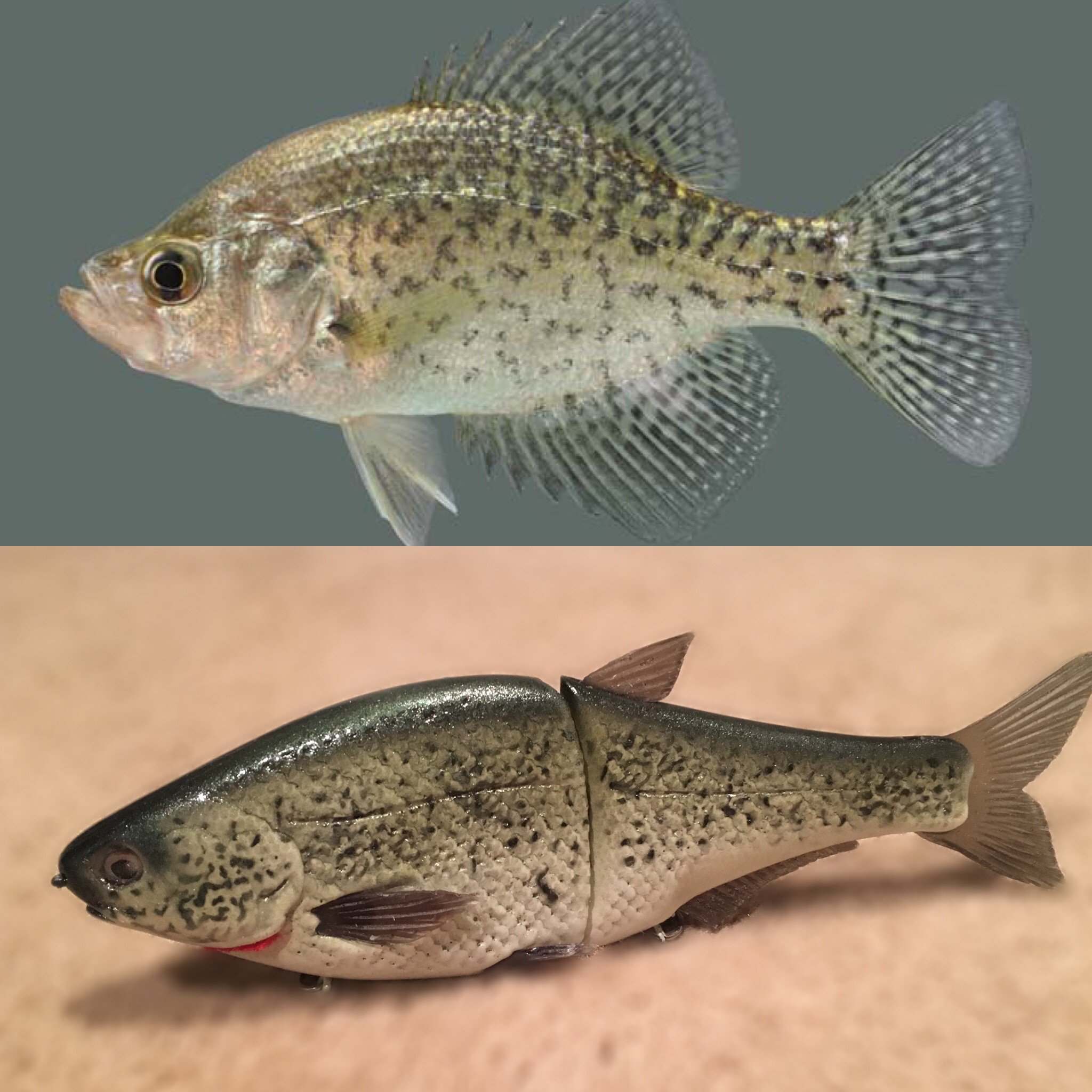 Crappie patterns Let's see them! - The Underground - Swimbait