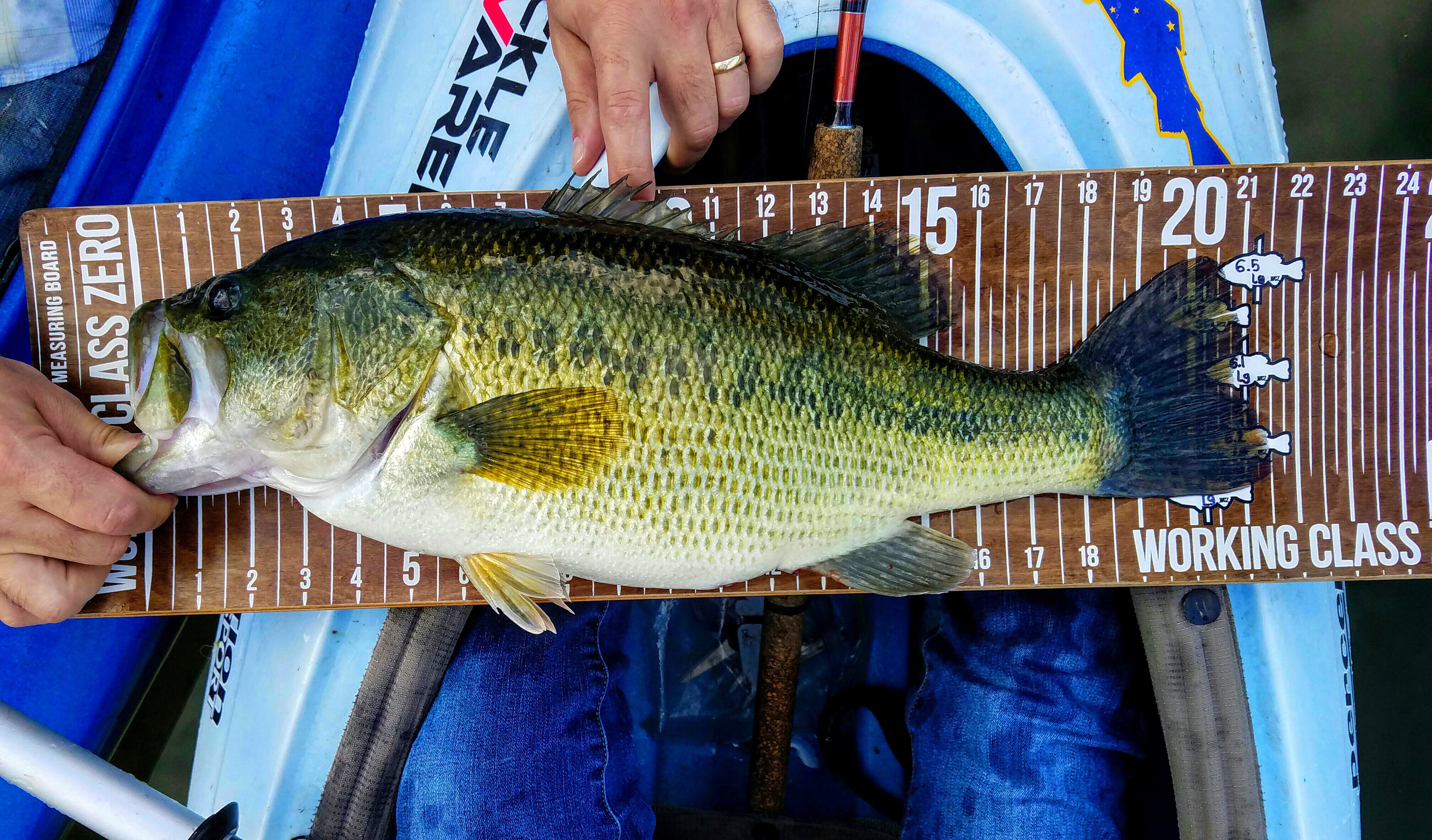 Taking pics on a measure board - The Underground - Swimbait Underground