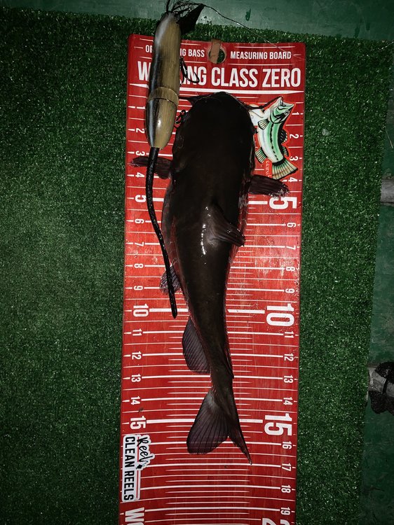 Swimbait Underground Bait Share - Traveling Cl8 Baby Possum - The  Underground - Swimbait Underground