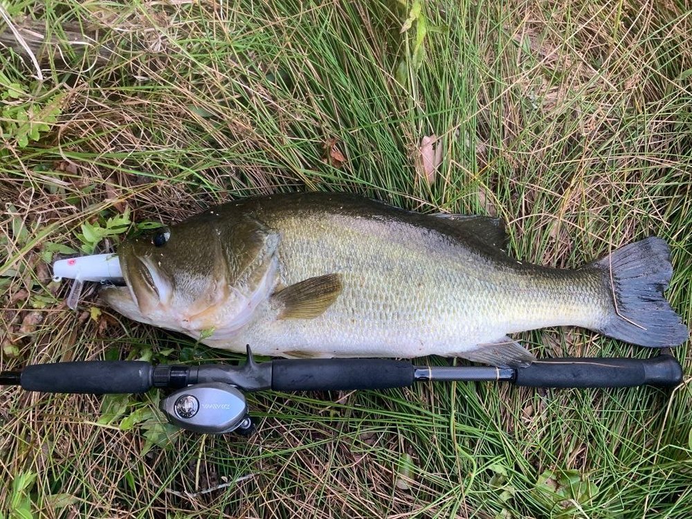 Best Muskrat Lure - The Underground - Swimbait Underground