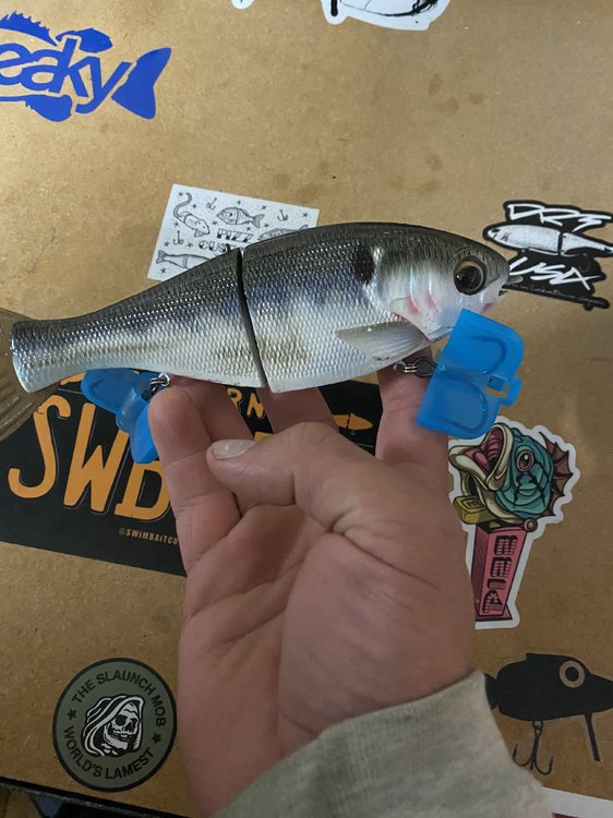 bucca shad