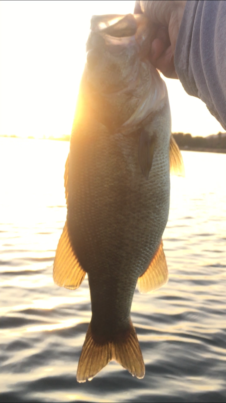 Sunset Tk Fish Got Em Swimbait Underground