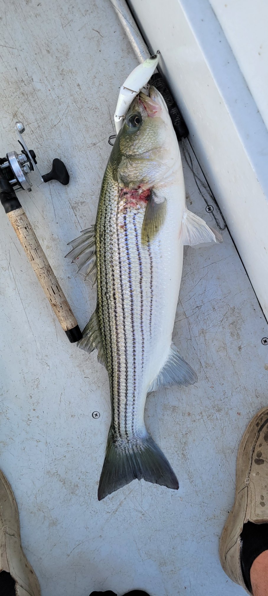 Striped Bass – Metal Hinged Swimbait – GOINS OUTDOORS