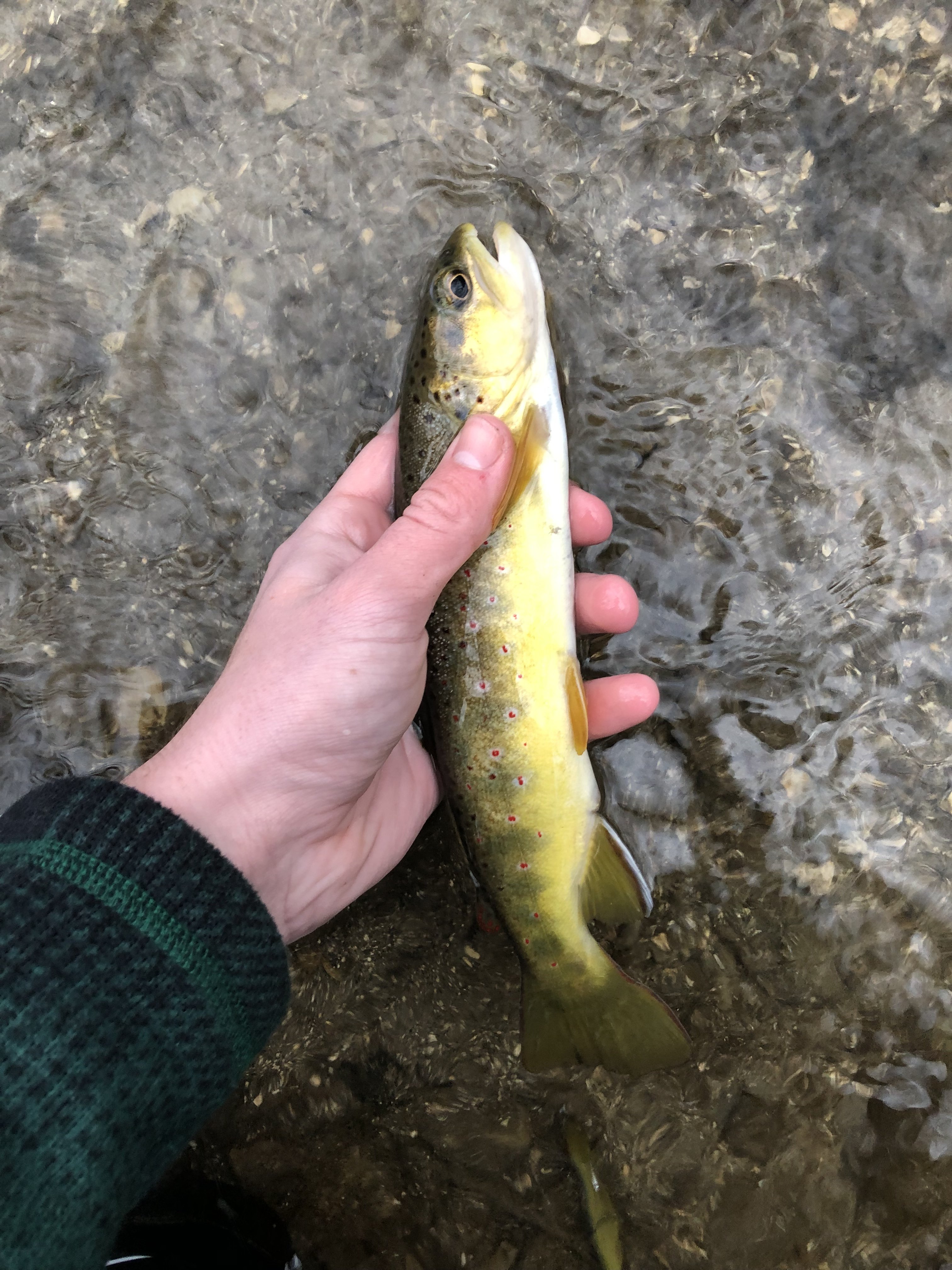 Will Brown Trout Eat This MICRO SWIMBAIT? 