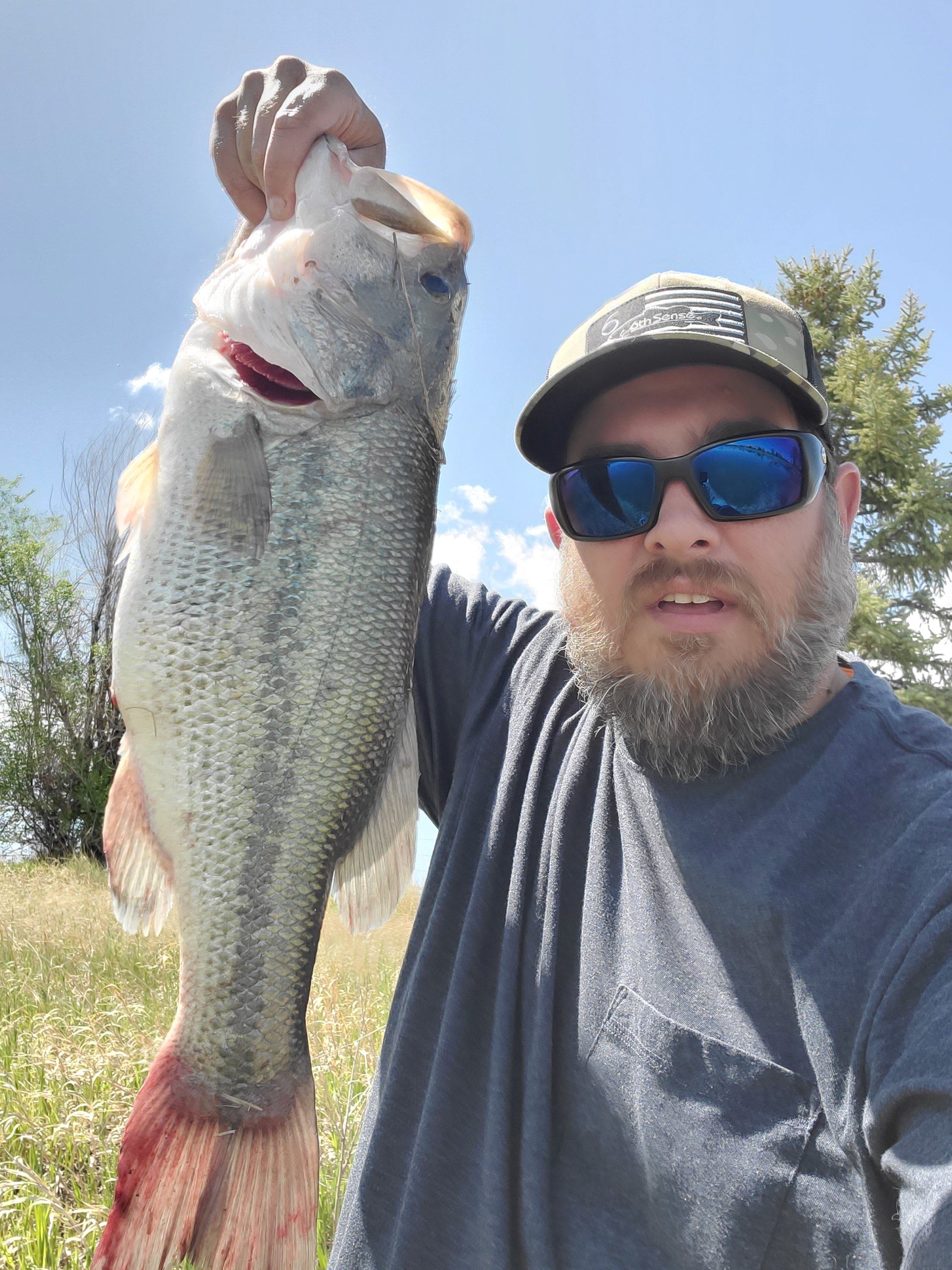 Colorado Bass On a Whippersnapper - Got'em - Swimbait Underground