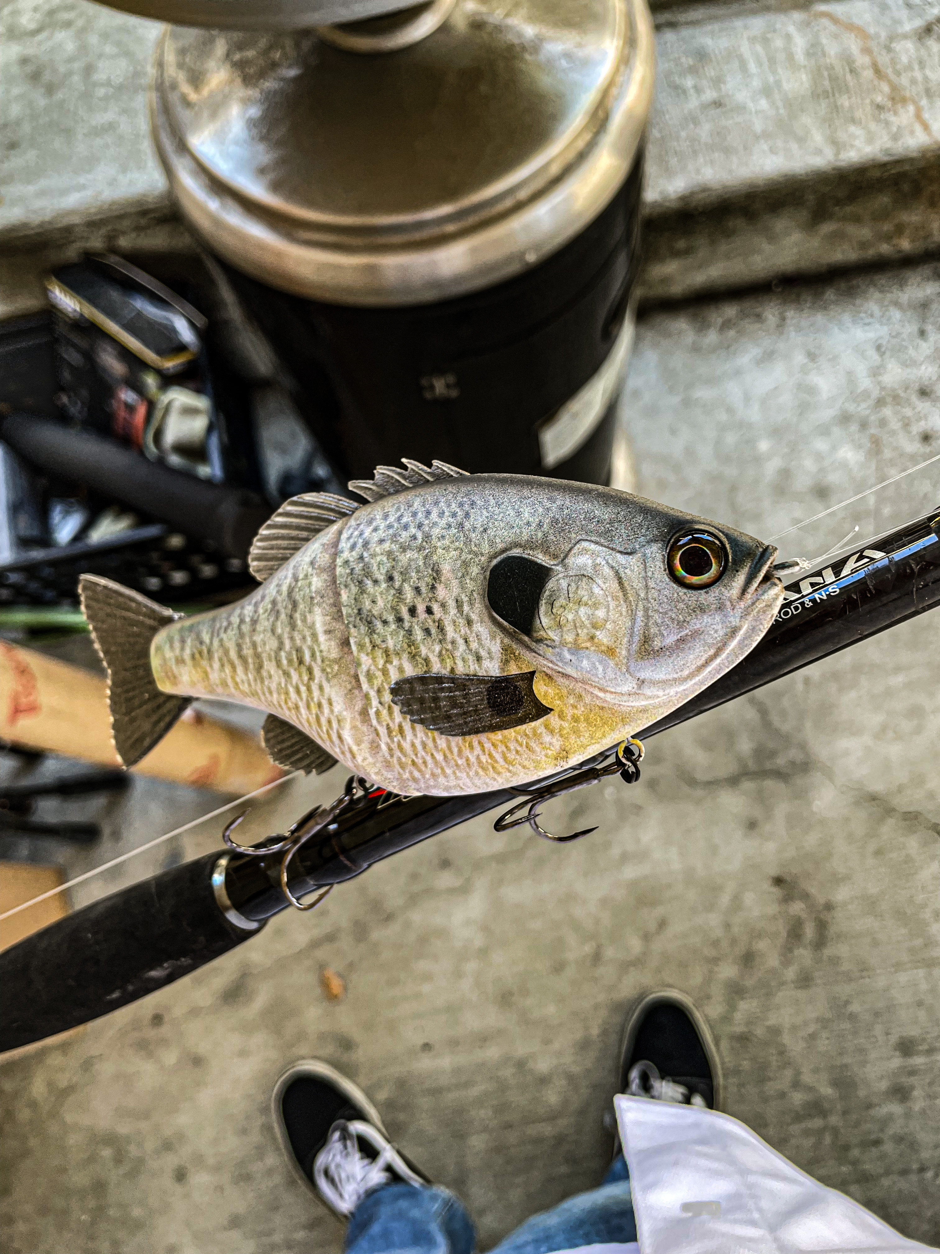 Bull Shad Glide and Trick Shad - Black Market - Swimbait Underground