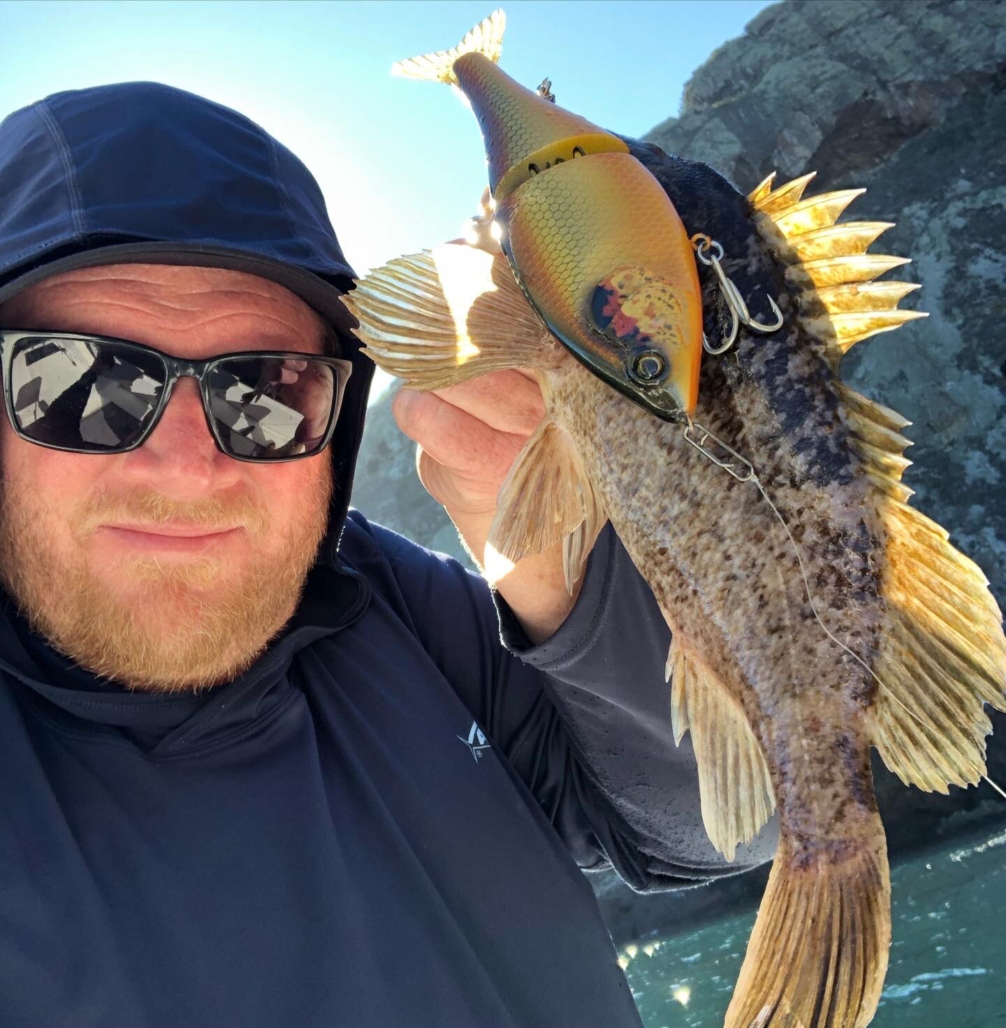 calicoes-and-a-rockfish-on-the-glide-flipside-swimbait-underground