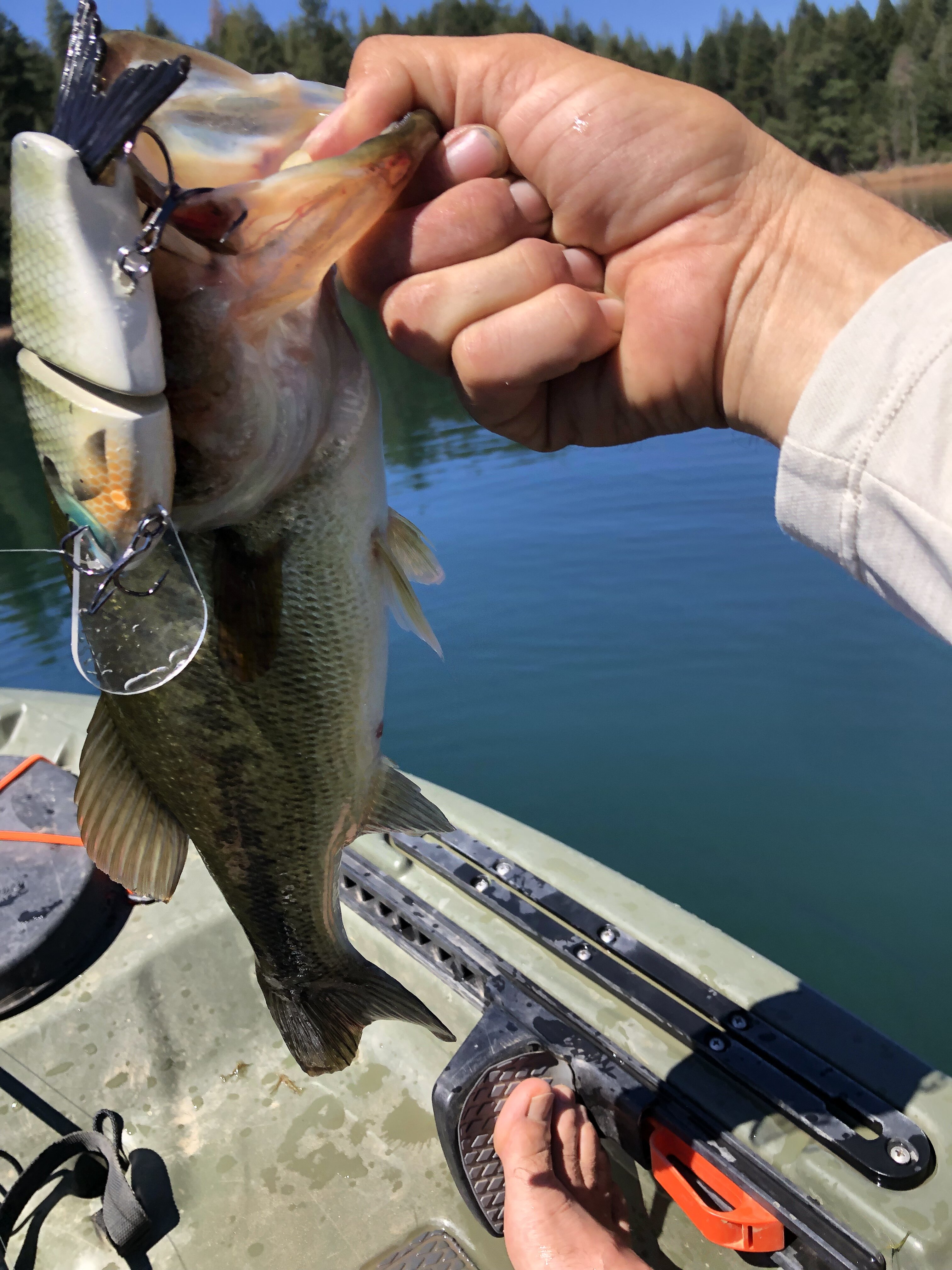 3 Swimbait Tips When Targeting Grassline Bass - Wired2Fish