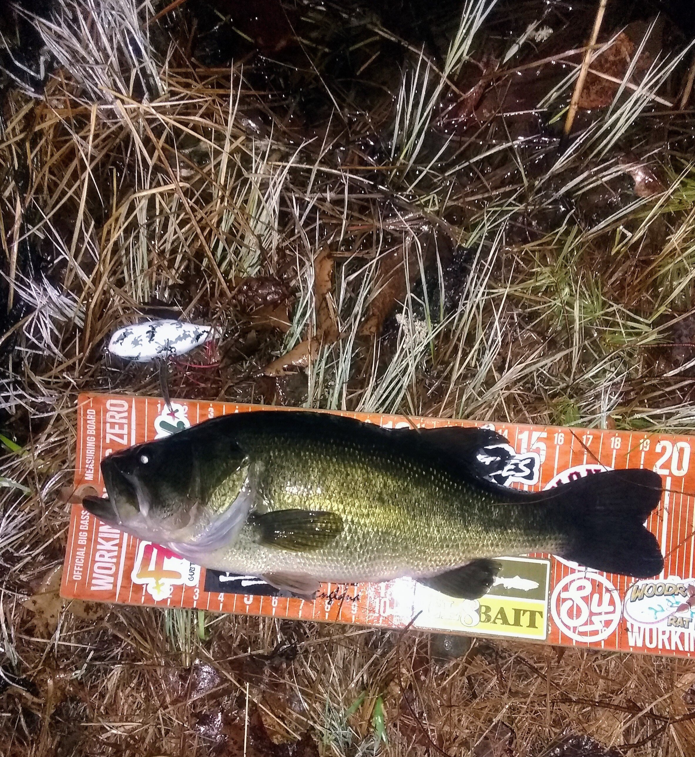 Your top 3 baits of 2022 - The Underground - Swimbait Underground