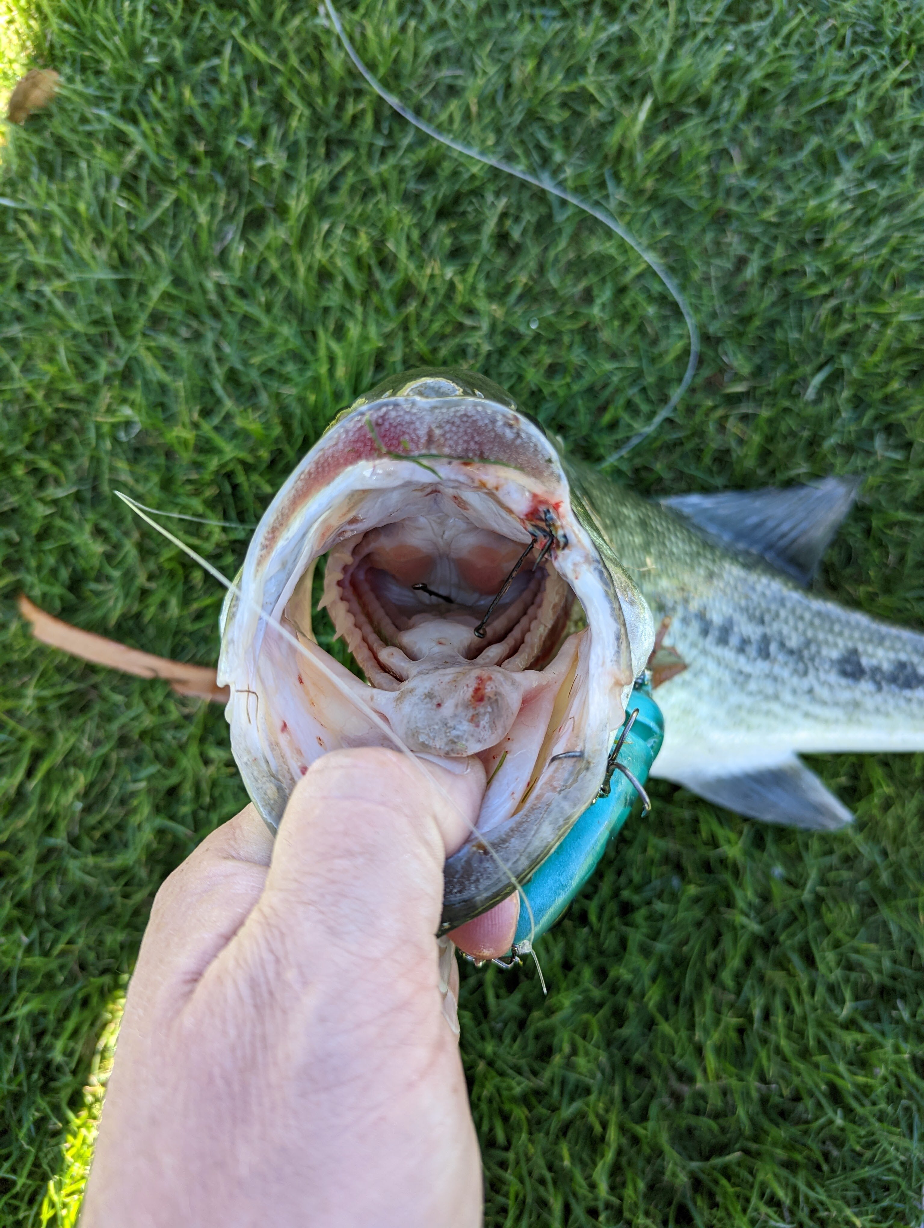 Limited Edition Mattlures Hard Tilapia