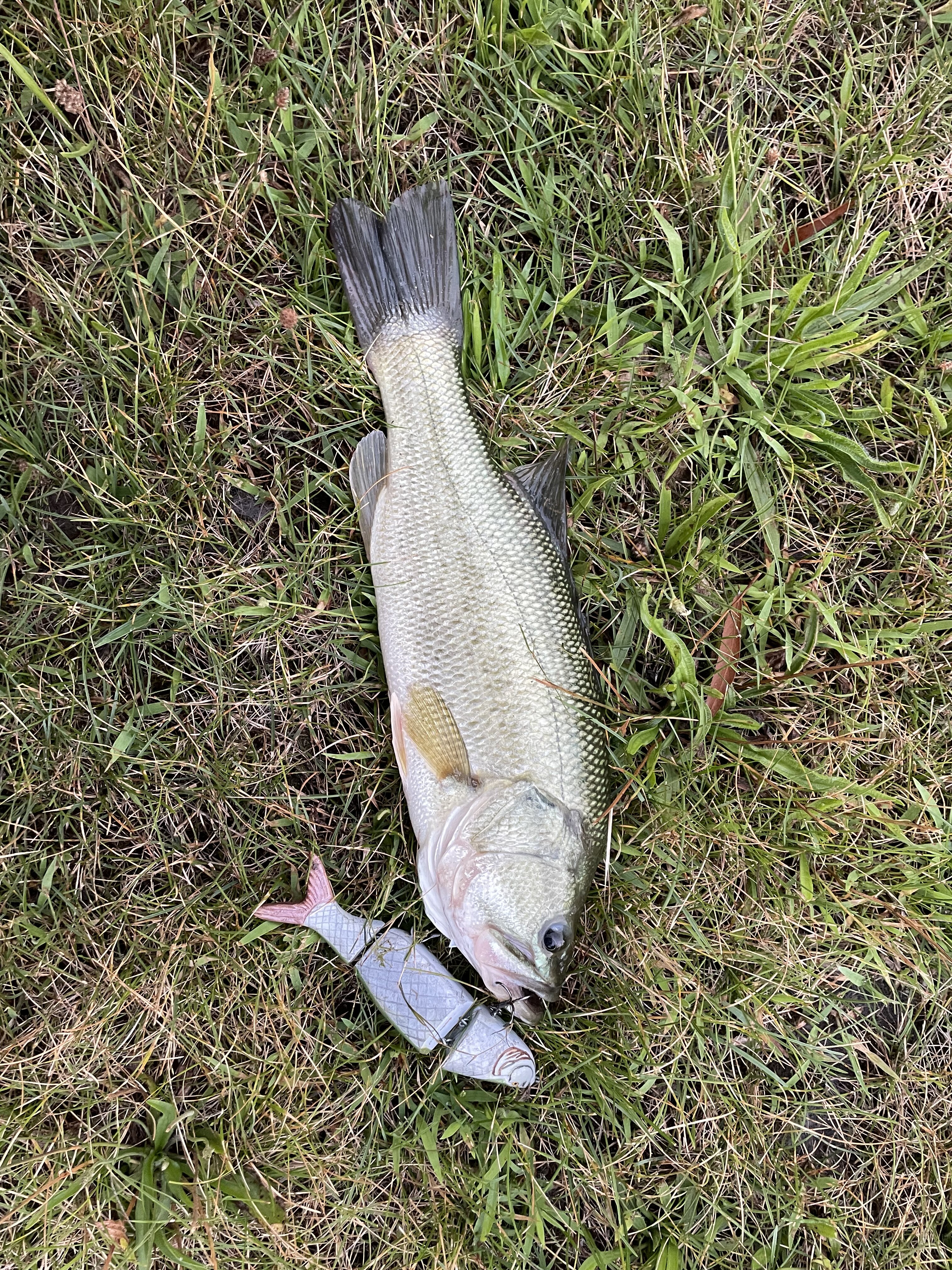 BACKyard BAITS