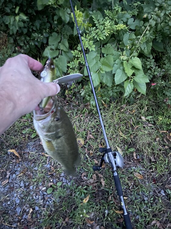 Can we talk about the Flogger? - Smallmouth Bass Fishing - Bass Fishing  Forums