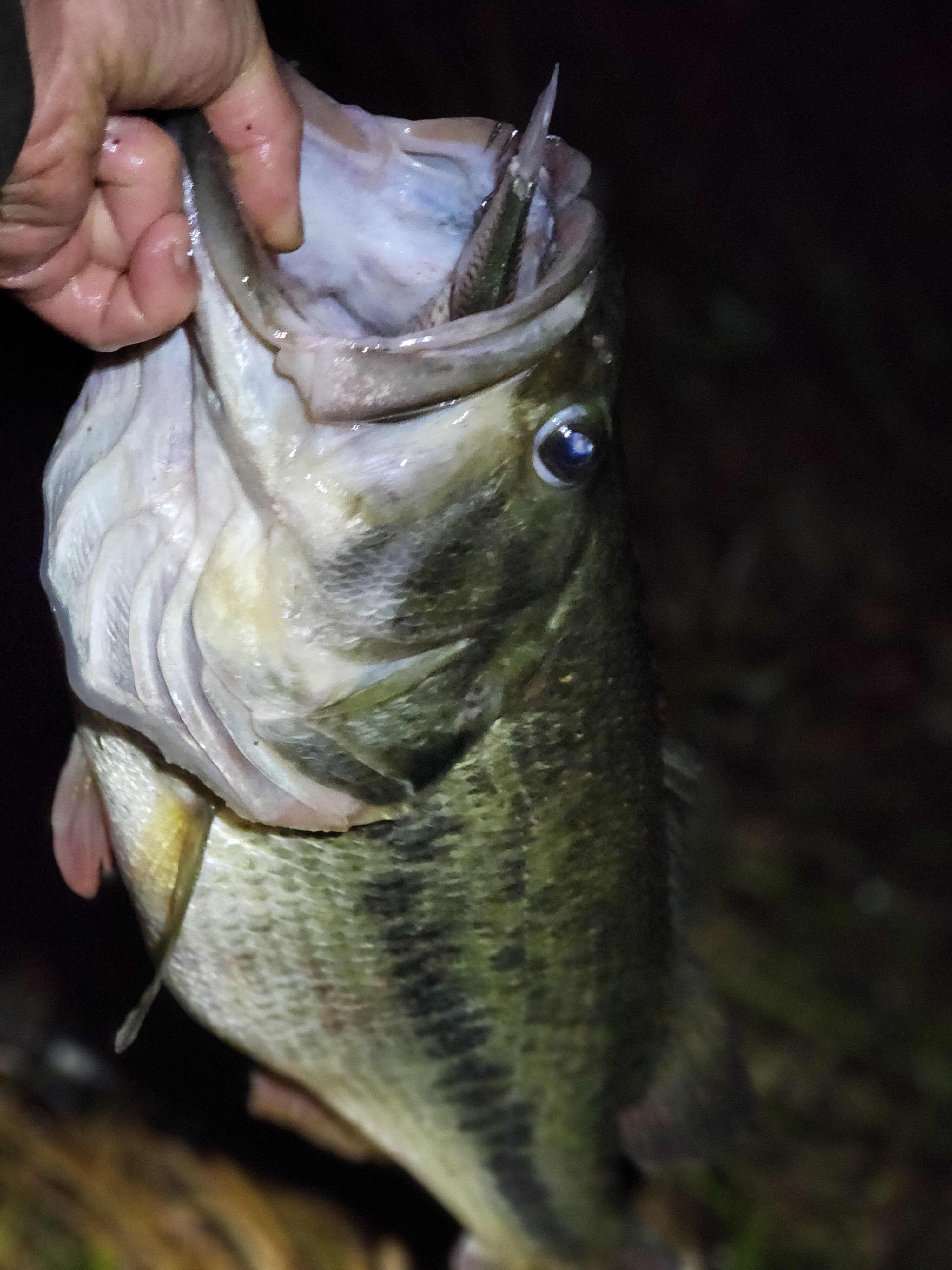 Want a Double H Mir - Black Market - Swimbait Underground Want a Double H Mir - Black Market - Swimbait Underground
