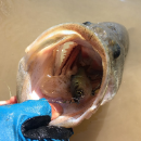 danthefisherman