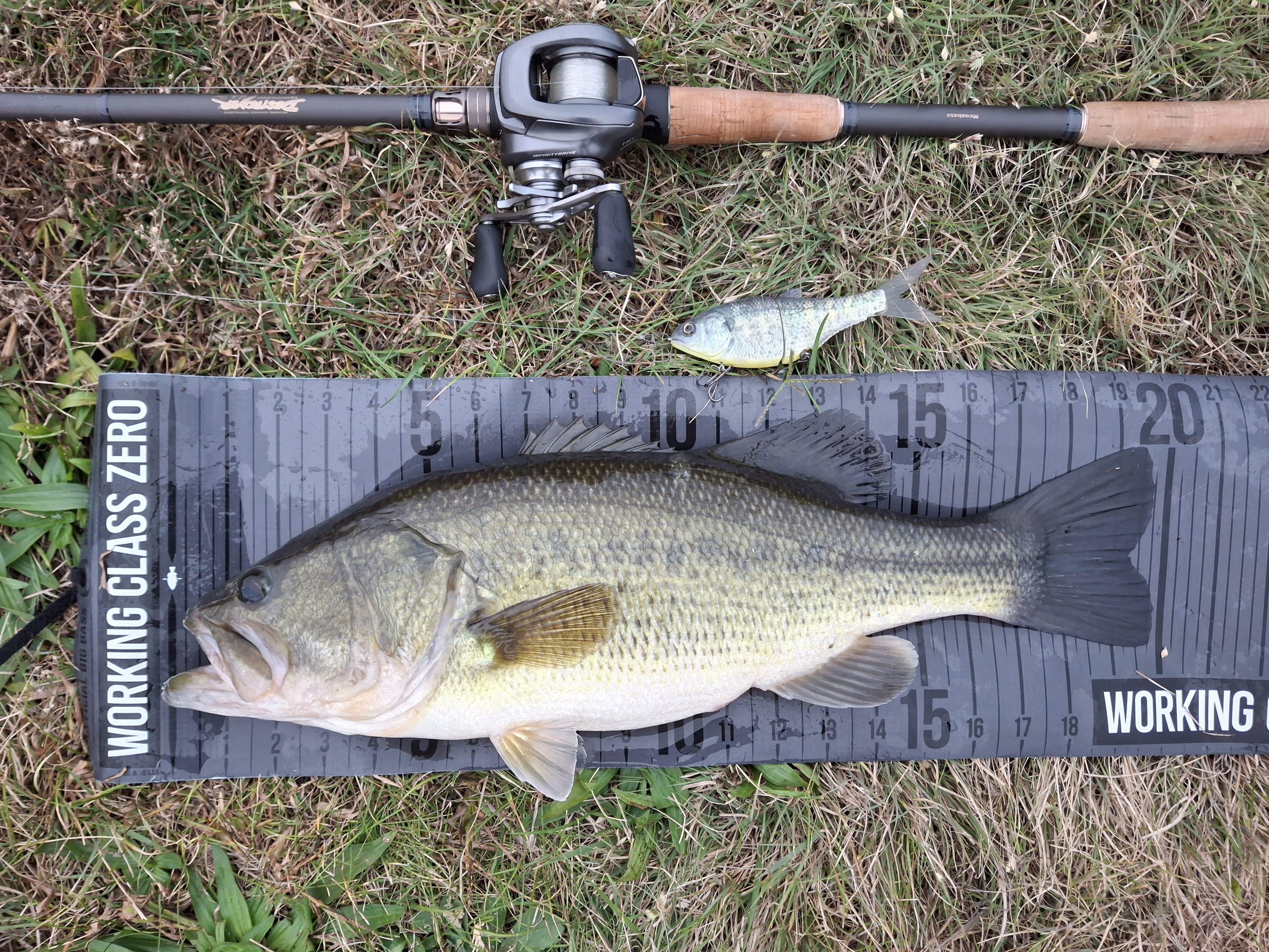 86 Baits - Got'em - Swimbait Underground