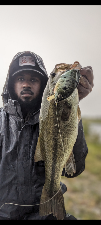 cincy's Content - Page 7 - Swimbait Underground